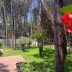 Forest - Middle Of Forest & Near The Villa Golem (Tirana)