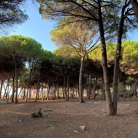 Forest - Middle Of Forest & Near The Villa Golem (Tirana)