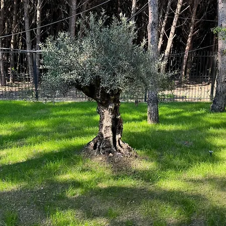 Villa Forest - Middle Of Forest & Near The