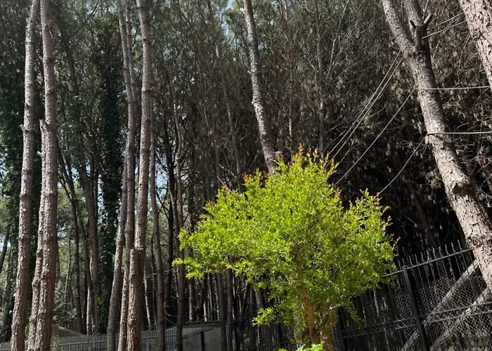 Forest - Middle Of Forest & Near The * Golem (Tirana)